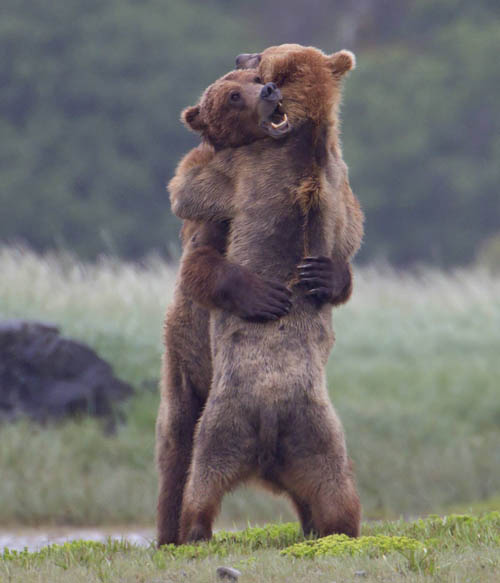 bear hugs valentines