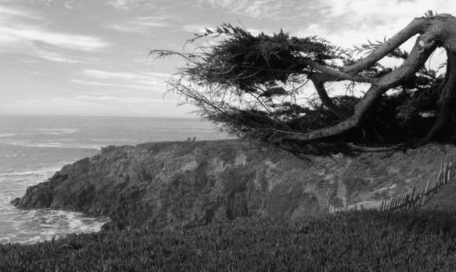 Photo credit: Craig Bassam, BassamFellows Journal. "Into the wild. Before its construction, The Sea Ranch was a working sheep ranch on rugged land that stretched ten miles long and around one-mile inland."